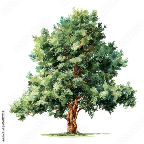 Bild auf Leinwand Yew Tree watercolor drawing vector, premium quality illustration on a clean white background