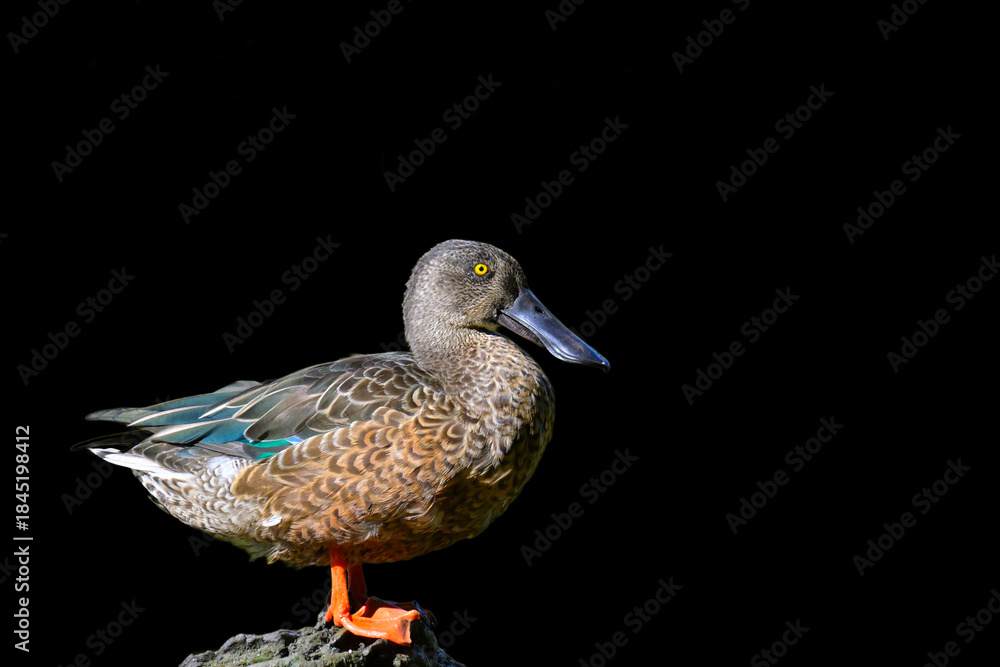 Obraz premium Eurasian spoonbill on rock, black backgroun