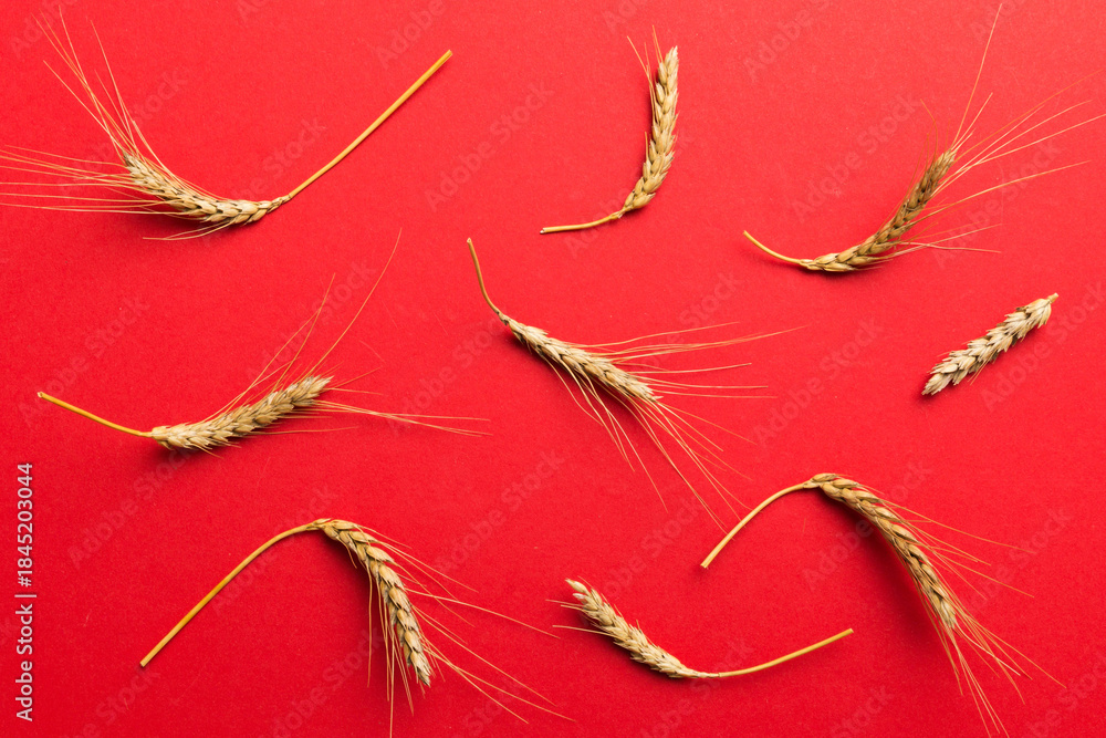Obraz premium Sheaf of wheat ears close up and seeds on colored background. Natural cereal plant, harvest time concept. Top view, flat lay. world wheat crisis