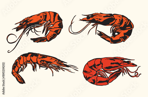 Retro Shrimp Illustration Set
