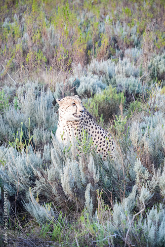 Canvas Print A cheetah crouched in the grass, perfectly camouflaged in the golden landscape as it observes its surroundings with intense focus