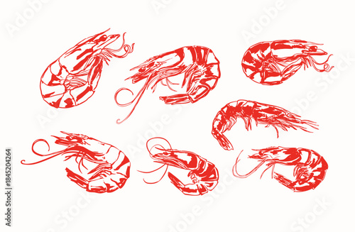 Vintage Orange Prawns Illustration Set