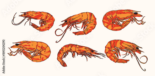 Vintage Shrimp Illustration Set