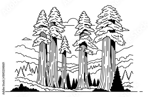 Giant sequoia trees forest landscape with tall trunks in black and white line art