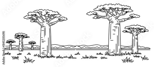 Avenue of baobab trees in african landscape vector illustration