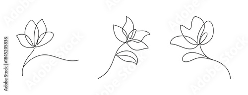 Elegant line drawings of three delicate cyclamen flowers with stems and leaves