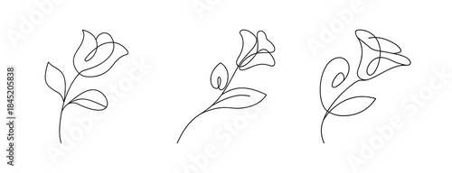 Delicate line art drawings of foxglove flowers on