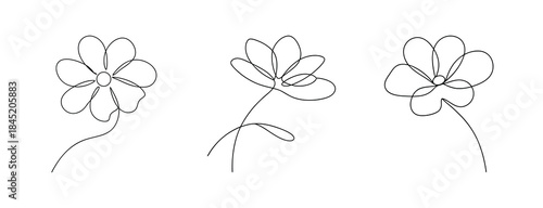 Delicate anemone flower sketches with petals and stems