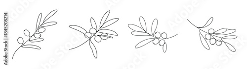 Delicate sea buckthorn twigs and berries botanical line art elements