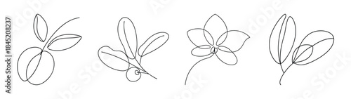 Elegant line drawings of sorrel plants showing leaves and fruiting bodies