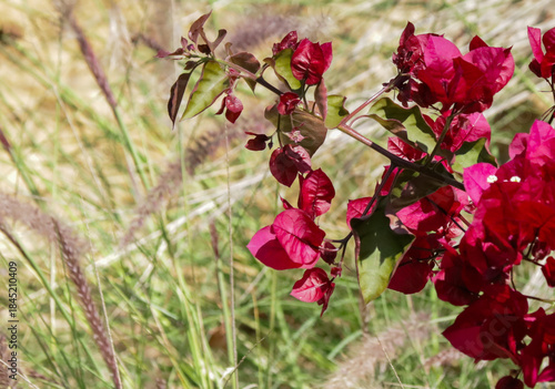 Wallpaper Mural red and yellow flowers Torontodigital.ca