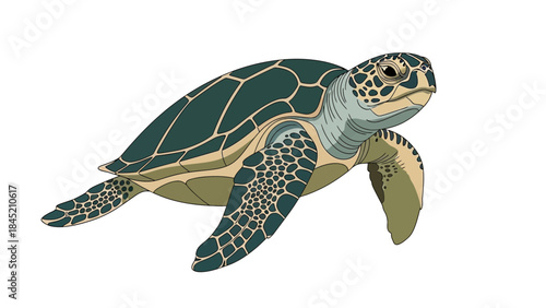 Detailed digital illustration of a green sea turtle swimming peacefully against a white background