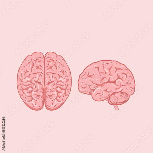 Human Brain Anatomy Vector Illustration