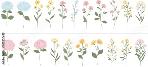 Hand drawn floral illustration set featuring pastel wildflowers, botanical plants, and decorative nature elements