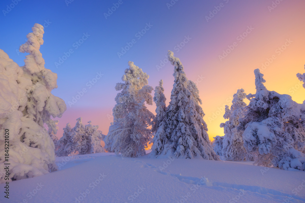 Obraz premium Nature in the north. Snowdrifts with fluffy snow. Winter wonderland. Trees covered with snow. Winter landscape during bright sunrise. Natural landscape. Background, wallpaper, postcards.