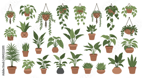 Colorful assortment of hanging and potted houseplants arranged together in a decorative display featuring leafy greenery and trailing vines.