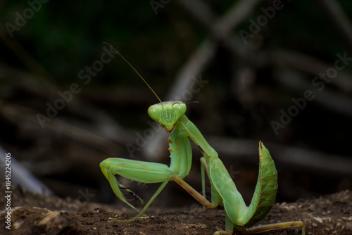 A full-frame macro image of a large green praying mantis standing on textured brown soil or dirt. Its raptorial forelegs and coiled abdomen are visible against a dark, blurred background