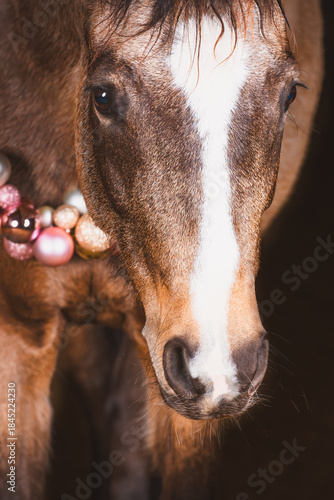 Pferd / weihnachtlich