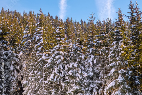 winter background with snow pine trees