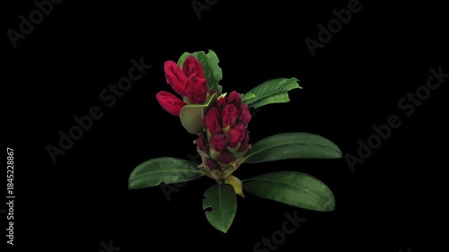 Time lapse of opening red Morgenrot rhododendron (Ericacea family) with ALPHA transparency channel isolated on black background