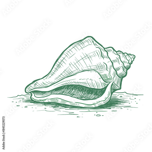 Vintage Conch Shell Sketch.Engraved Marine Vector Art.Ocean Snail Shell Drawing.Summer Beach Symbol Icon.Hand Drawn Seashore Element