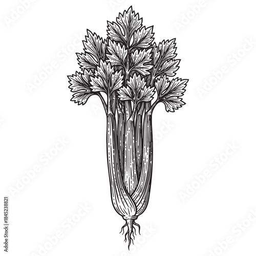 CeleryCelery Stalks Engraving