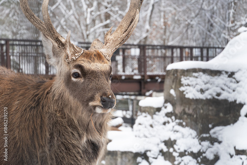 Close up of Yezo sika deer (Cervus nippon yesoensis) with snow in winter. Asahikawa, Hokkaido, Japan.