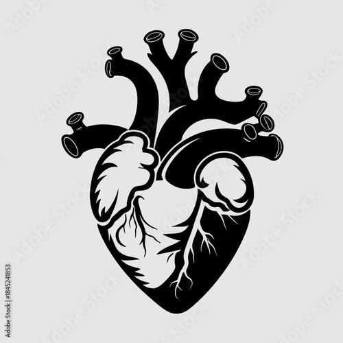 Anatomical Human Heart Illustration