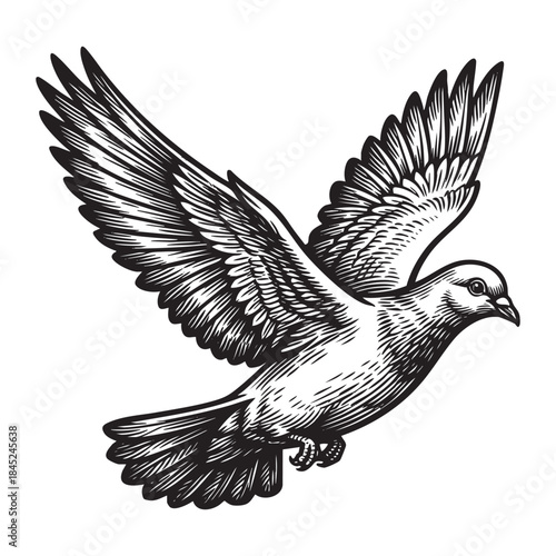 Flying White Dove Bird Vintage Engraving