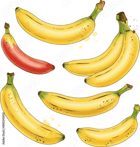Isolated a kinds of deferent banana illustration with watercolor effect vector art with white background..