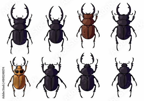 A collection of various detailed vector illustrations of stag beetles and large insects, isolated on a white background.