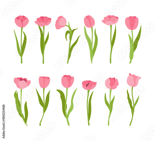 Set of pink tulip flowers. Vector simple botanical illustration isolated on white background.