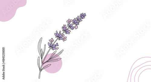 Minimalist background design with a single line art lavender flower stem and abstract purple shapes for a relaxing spa concept.