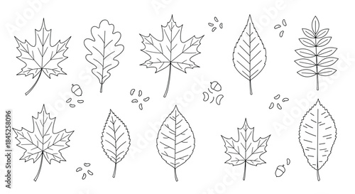 A collection of various autumn leaves and seeds drawn in a clean and simple black outline style on a white background.