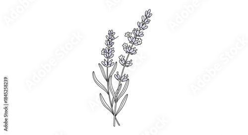 A delicate and simple line art drawing of two lavender sprigs with subtle purple coloring on a white background.
