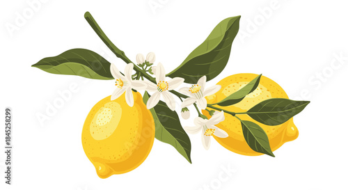An elegant branch with two fresh yellow lemons delicate white blossoms and lush green leaves on a white background.