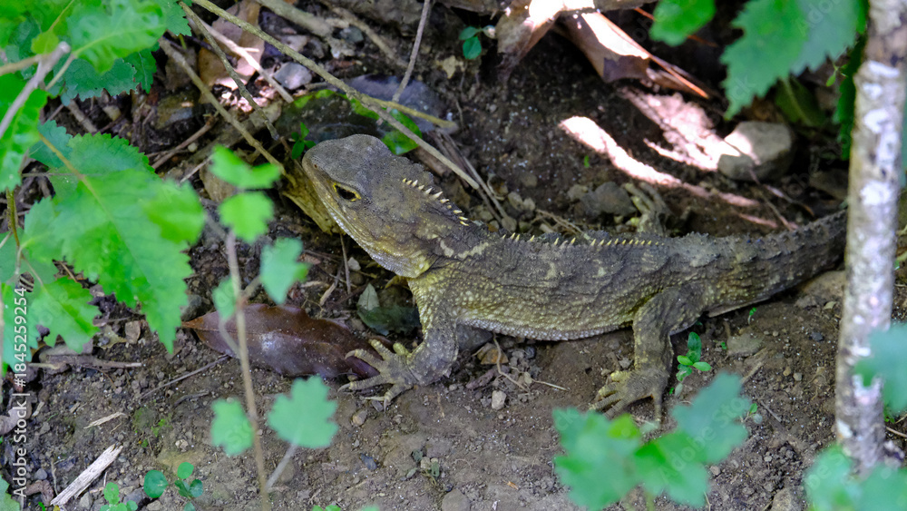 Naklejka premium Adult tuatara reptile with sharp spikes on back in forest environment in Wellington, New Zealand Aotearoa
