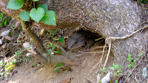 Adult tuatara reptile in burrow hole under tree in Zealandia, Wellington NZ Aotearoa