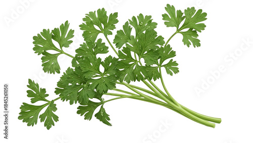 Fresh parsley herb bunch with green leaves on transparent background