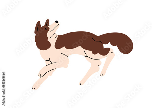 Obedient Border Collie follows commands. Fluffy sheepdog has fun outdoors. Happy puppy of sheep dog plays. Funny pet runs and looks upward. Flat isolated vector illustration on white background