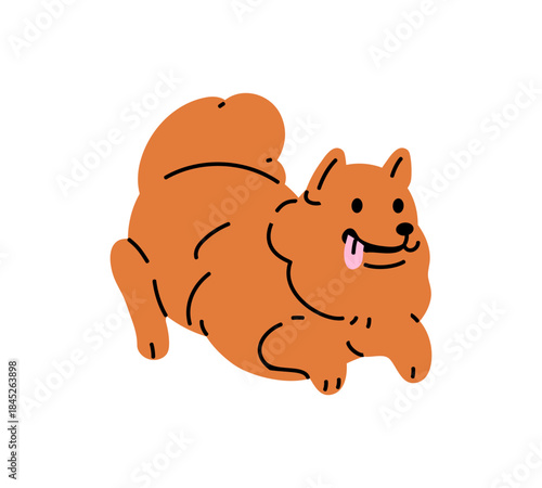 Fluffy puppy of toy breed plays. Cute Pomeranian Spitz with sticking tongue has fun. Happy little dog smiles. Funny pet, domestic animal is lying. Flat isolated vector illustration on white background