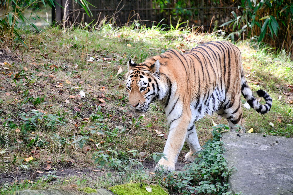 Obraz premium Der Kopf eines Kamels in Nahaufnahme in einem Tierpark 