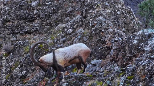 Aerial view of the mountain goats in the forestv
