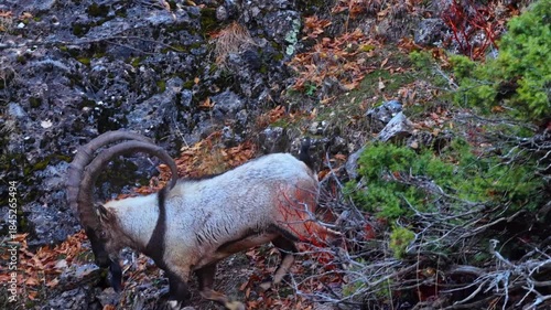 Aerial view of the mountain goats in the forest