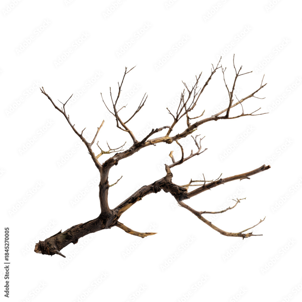 Obraz premium Bare tree branch with intricate network of thin twigs against black wood nature
