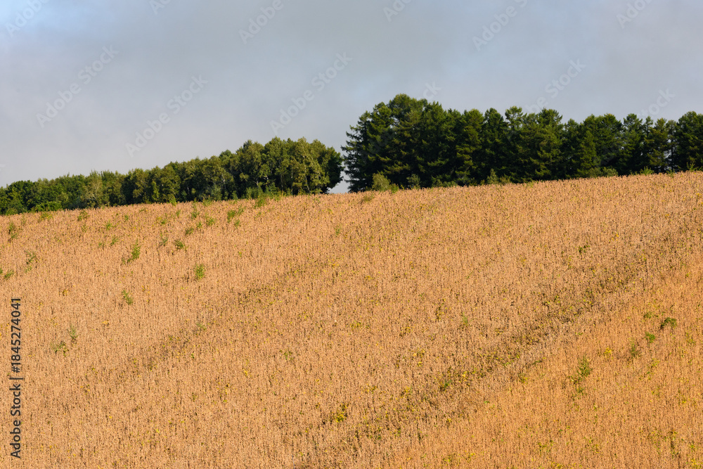 Obraz premium 秋の美瑛の風景