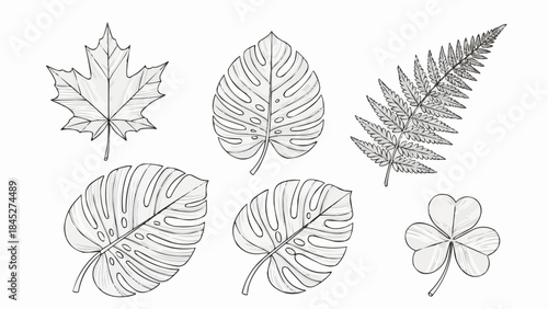 Collection of diverse leaf outlines including maple, monstera, fern, and shamrock shapes for design