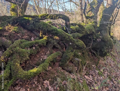 Radici degli alberi contorte e coperte di muschio