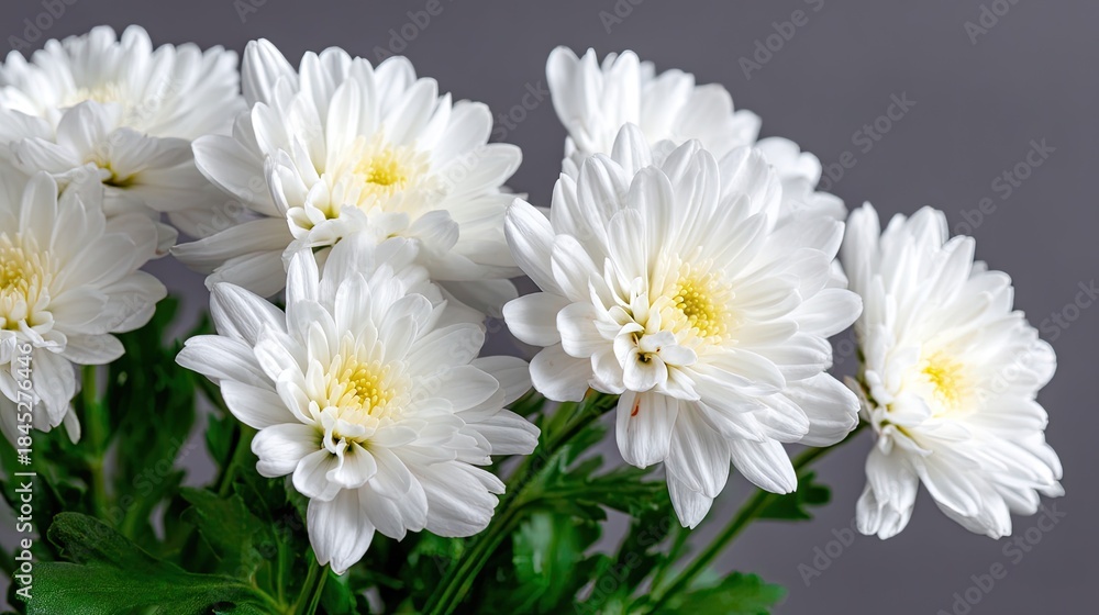 Obraz premium White chrysanthemums in a close-up view with green centers showing a bouquet with a blurred background perfect for text placement