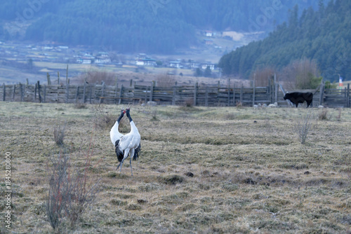 Courtship Dance of Black-necked Crane in Bhutan
